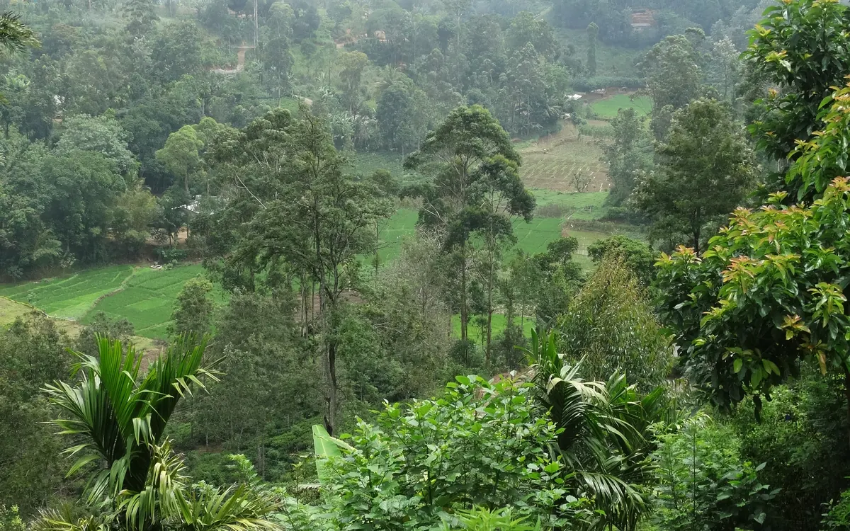 Tea plantation tour near Ella
