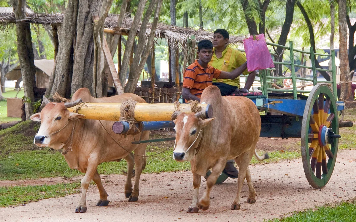 Habarana village tour