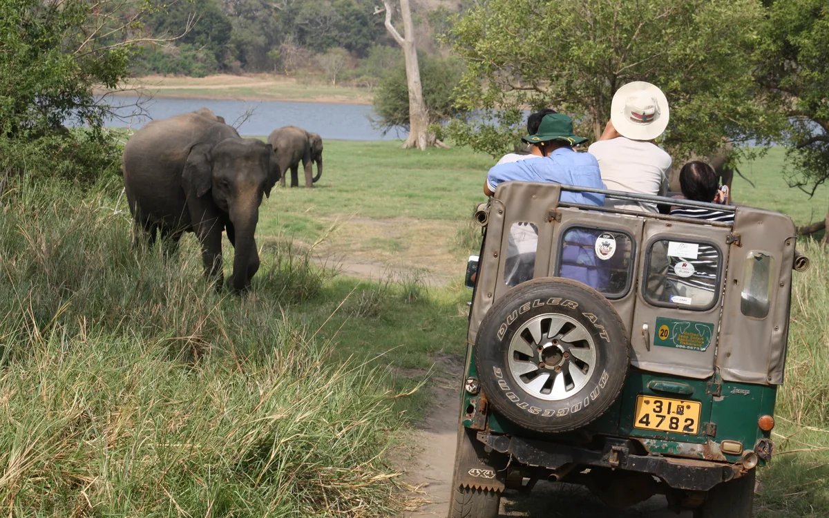 Wild elephants at Minneriya National Park